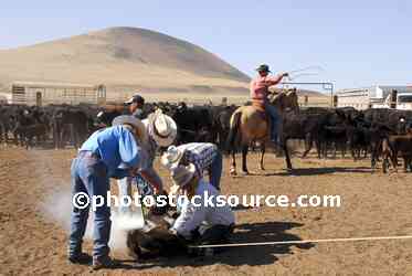 Cowboys Branding Cattle