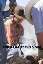 Cowboys Branding Cattle