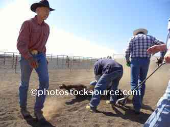 Cowboys Wrestling Calf