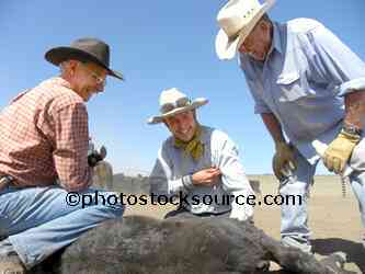 Cowboys Branding Cattle
