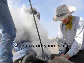Cowboys Branding Cattle