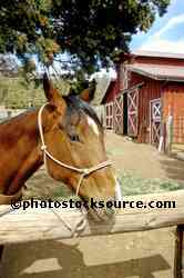 Lucky the Horse