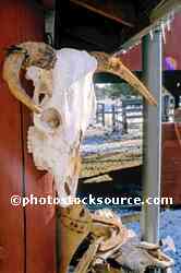 Cow Skull