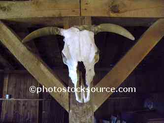 Cow Skull
