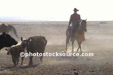 Cowboys Herding Cattle