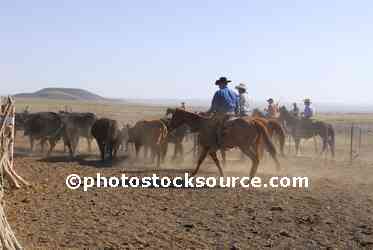 Cowboys Herding Cattle