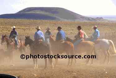 Cowboys Herding Cattle