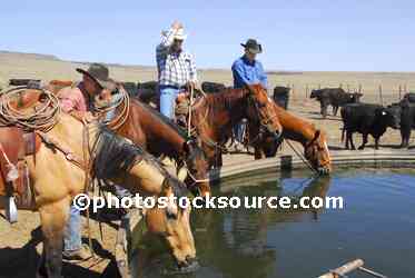 Cowboys Watering Horses