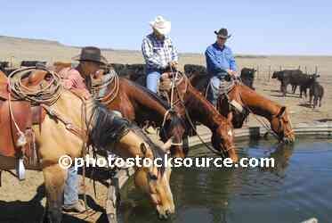 Cowboys Watering Horses
