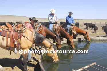 Cowboys Watering Horses