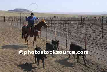 Cowboys Roping Cattle