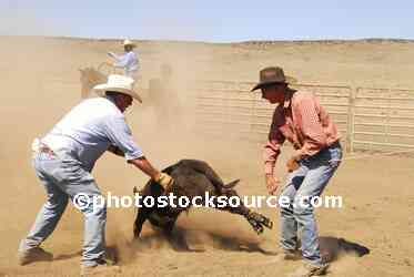 Cowboys Roping Cattle