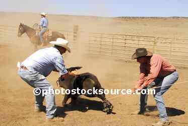 Cowboys Roping Cattle