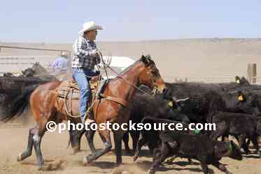 Cowboy Roping Cattle
