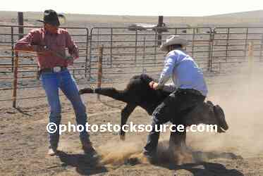 Cowboys Wrestling Calf