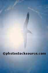 Seagull in Sun