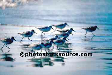 Sandpipers