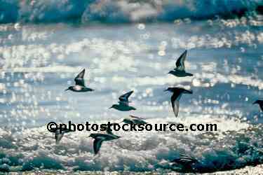 Sandpipers
