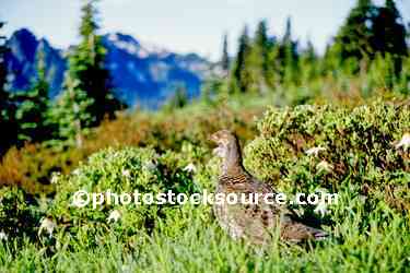 Ptarmigan