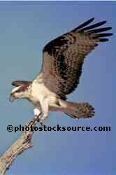Osprey Landing