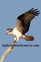 Osprey Landing