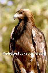 Golden Eagle