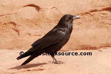 Black Raven