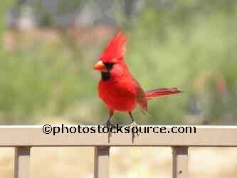 Northern Cardinal