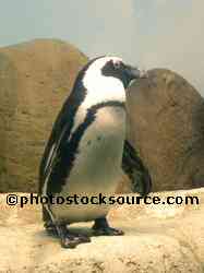 African Penguins