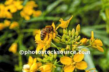 Bee on Flower