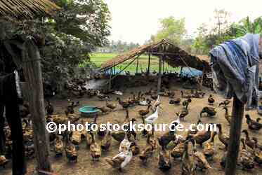 Duck Farm