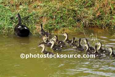 Swimming Ducklings