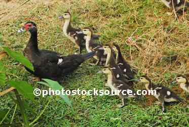 Mother and Ducklings