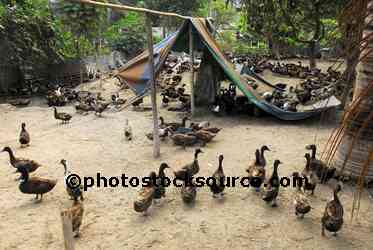 Duck Farm