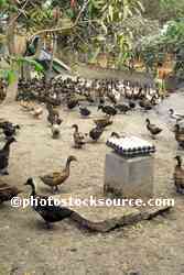 Duck Farm