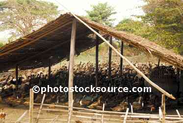 Duck Farm