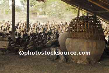 Duck Farm