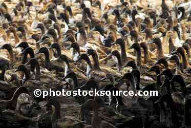 Duck Farm