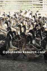 Duck Farm