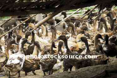 Duck Farm