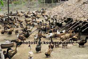 Duck Farm