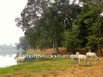 Cows on Angkor Wat Moat