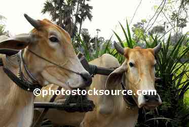 Zebu Oxen