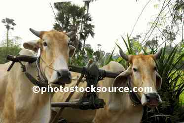 Zebu Oxen