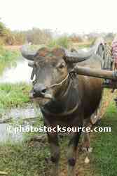 Water Buffalo