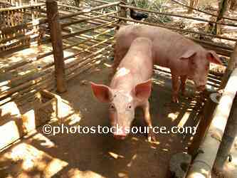 Two Pink Pigs