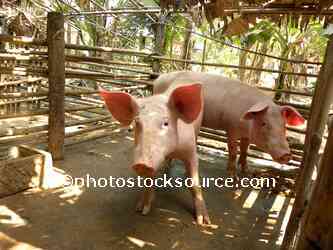 Two Pink Pigs
