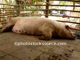 Large Mother Pig