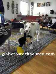 Lucy and Mickey