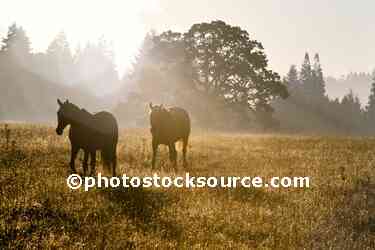 Horses and Oak Tree